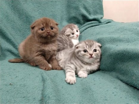 Scottish Fold-kittens - 1