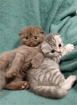 Scottish Fold-kittens - 2