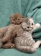 Scottish Fold-kittens - 2 - Thumbnail