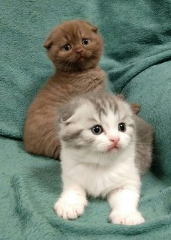 Scottish Fold-kittens - 3