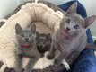 Mooie Russische blauwe kittens - 1 - Thumbnail