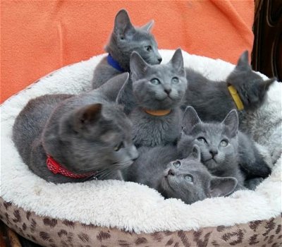 Mooie Russische blauwe kittens - 2