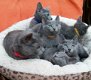 Mooie Russische blauwe kittens - 2 - Thumbnail