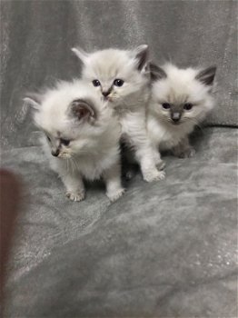 Mooie Ragdoll-kittens beschikbaar - 1