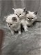 Mooie Ragdoll-kittens beschikbaar - 1 - Thumbnail