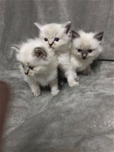 Mooie Ragdoll-kittens beschikbaar