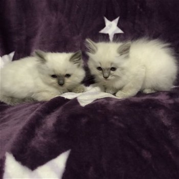 Mooie Ragdoll-kittens beschikbaar - 2