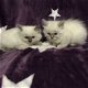 Mooie Ragdoll-kittens beschikbaar - 2 - Thumbnail