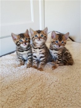 Mooie Bengaalse kittens te koop - 1