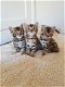 Mooie Bengaalse kittens te koop - 1 - Thumbnail