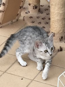 Prachtige Egyptische Mau-kittens