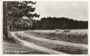 Texel langs de dennen 1957 - 1 - Thumbnail