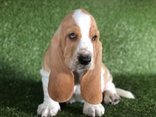 Basset Puppies beschikbaar