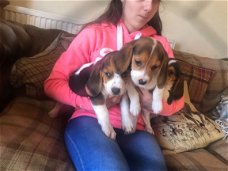 Beagle Puppies beschikbaar