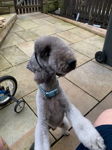 Bedlington Terrier Puppies beschikbaar