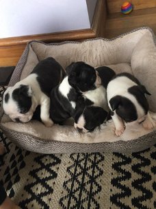 Boston Terrier Pups beschikbaar