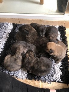 Dutch Herder Pups