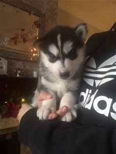 Fancy Siberische Husky Puppies