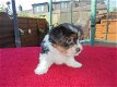 Nieuws Yorkshire Terrier Puppies - 1 - Thumbnail