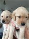 X-rays Labradore Puppies - 1 - Thumbnail