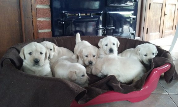 Familie Golden Retriever Puppies - 1