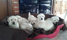 Familie Golden Retriever Puppies