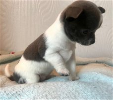 Speelse Chihuahua Puppies