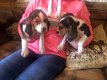 Beschikbaar Beagle Puppies - 1 - Thumbnail