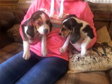 Beschikbaar Beagle Puppies