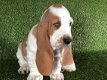 Hoewel Basset Puppies beschikbaar - 2 - Thumbnail