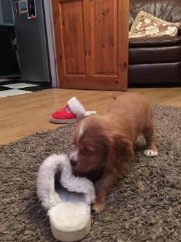 Natuurlijke Cocker Spaniel Pups - 2