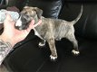 wonder Engelse budldog terrier Pups - 2 - Thumbnail