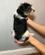 Beschikbaar Biewer Terrier Puppies - 1 - Thumbnail
