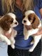 Natuurlijke Cavalier King Charles Pups - 1 - Thumbnail