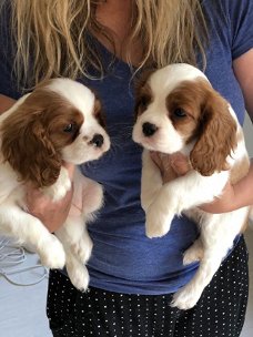 Natuurlijke Cavalier King Charles Pups