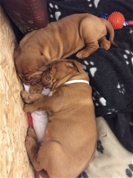 Dogue De Bordeaux Pups - 1