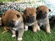 wonde Japanese Shiba Inu Pups - 1 - Thumbnail