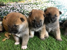 wonde Japanese Shiba Inu Pups