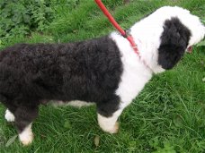 Mooie Newfoundland Pups