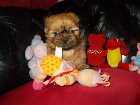 Lhasa-apso Puppies - 2