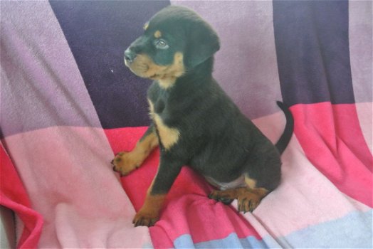 Mooie Rottweiler Pups - 2