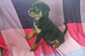 Mooie Rottweiler Pups - 2 - Thumbnail