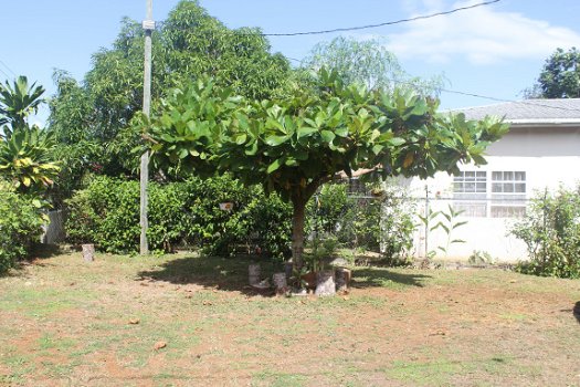 In onze kleine BNB in Ocho Rios , Jamaica ontdekt u de ware schoonheid van ons Eiland - 8