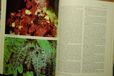 Harry Oakman's Tropical & subtropical gardening - 2