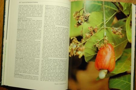 Harry Oakman's Tropical & subtropical gardening - 3