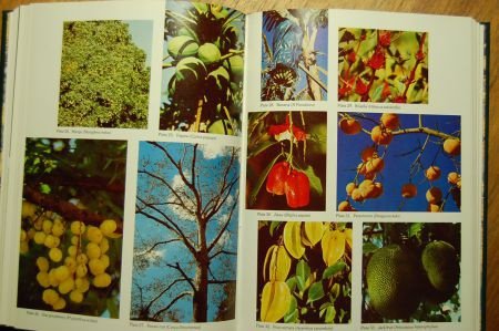 Harry Oakman's Tropical & subtropical gardening - 4