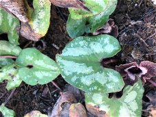 Asarum splendens