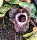 Asarum splendens - 1 - Thumbnail