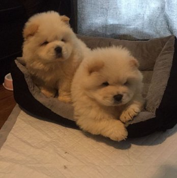 Mooie chow chow Pups - 1