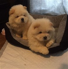 Mooie chow chow Pups